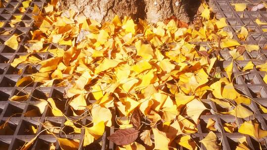 实拍 秋天 泛黄 银杏 树叶 落叶