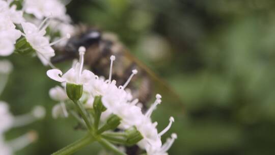 蜜蜂采集花蜜的特写视频素材模板下载