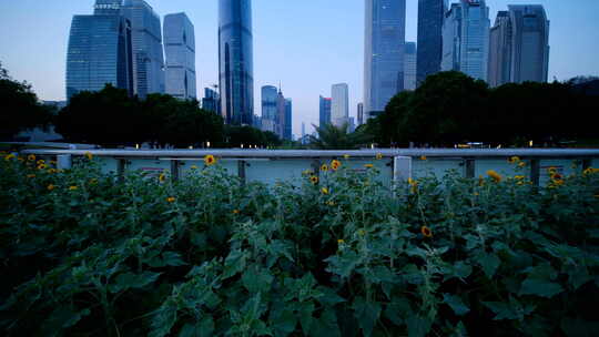 广州珠江新城夜景傍晚高楼建筑群