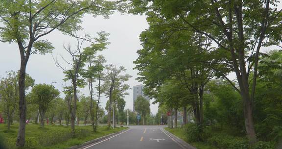 公园马路学校道路树旁马路道路