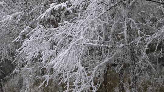 雾凇雪树枝