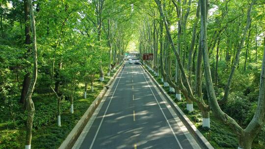 南京紫金山陵园路梧桐大道