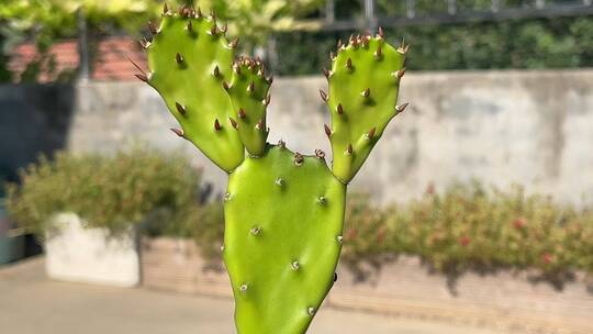 仙人掌植物特写