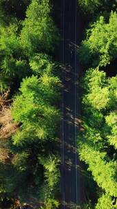 航拍绿色森林公路大自然风景