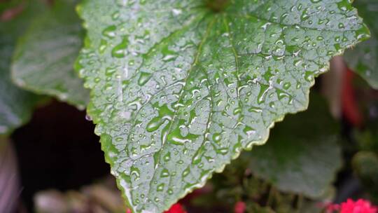 雨滴 雨水特写 水珠