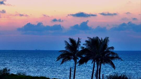 椰子树与海上晚霞