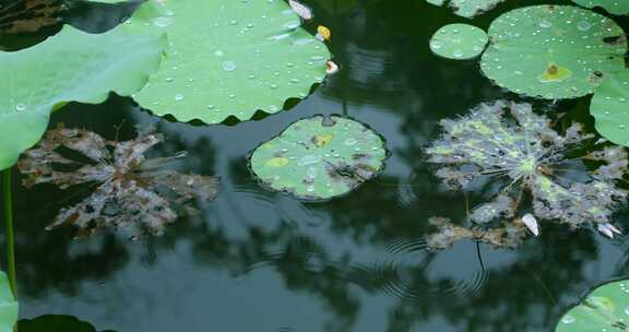 荷花倒影池塘莲蓬倒映水面