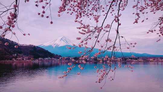 唯美富士山下樱花视频素材