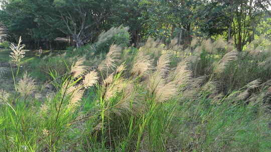 芦苇 狗尾巴草 芦花 阳光 空镜 实拍