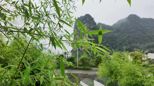 雨清明谷雨竹叶雨水下雨