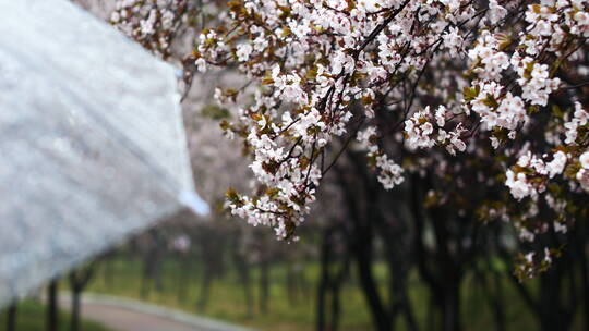 春天下雨天打伞赏花赏梨花踏春