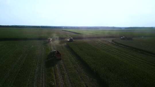 乌克兰绿色联合收割机切割玉米作为青贮饲料