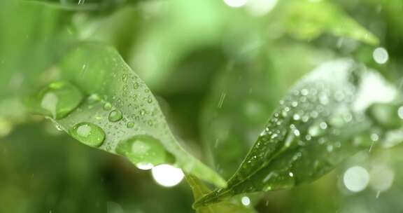 超慢动作雨滴特写。雨水滴落在植物的绿叶上