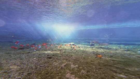 济南趵突泉水下锦鲤鱼群