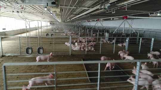 航拍大型养猪场现代养殖场小猪育种