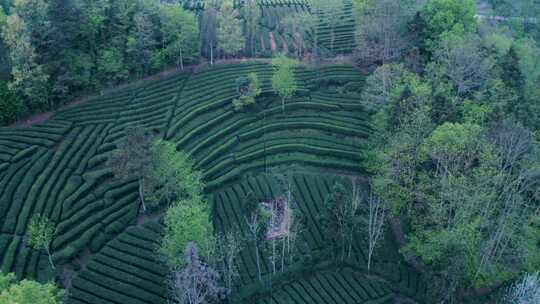 江塝茗园。茶园