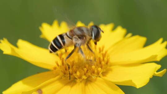 春天金鸡菊花朵蜜蜂采蜜昆虫视频素材模板下载