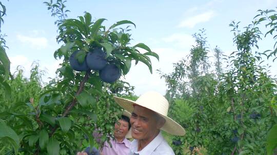 李子种植