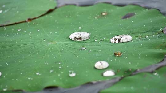 水珠洒落在池塘里的荷叶上