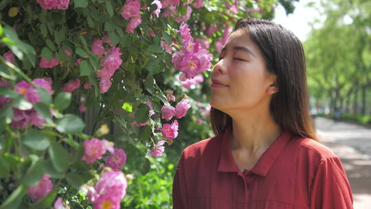 中国女性路边观赏盛开的蔷薇花