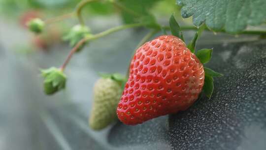 草莓大棚草莓采摘