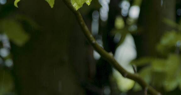 落在树叶上的雨滴