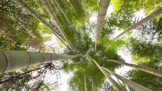 大自然风景美丽的竹海竹林竹子枝繁叶茂