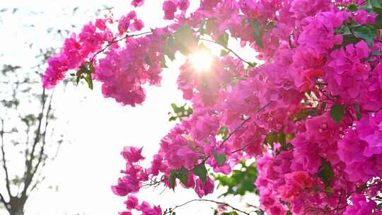 海南三亚公园里春天阳光下的三角梅