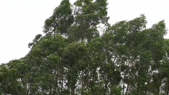 树林中茂密树木的景象