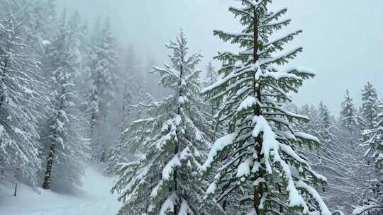 被白雪覆盖的森林树木雪景