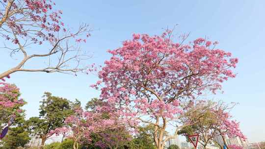 紫花风铃木