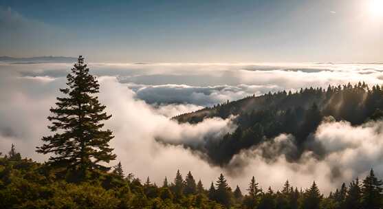 山峰云雾森林阳光树林大自然生态环境风景