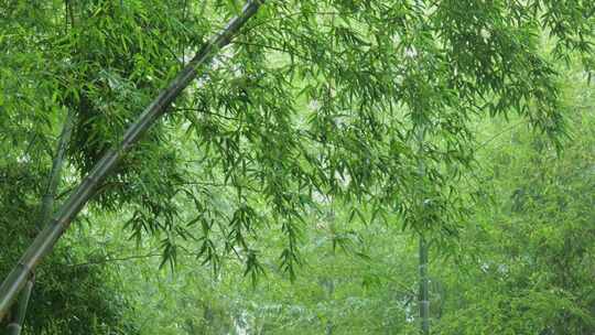 下雨天茂密的竹林枝叶繁茂生机勃勃的景象