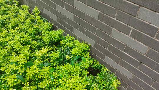 雨滴落下的墙边绿化植物