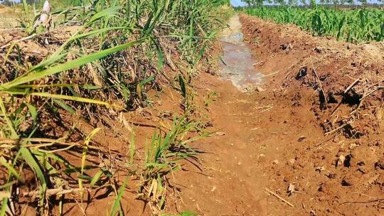农村农田浇灌灌溉视频素材模板下载