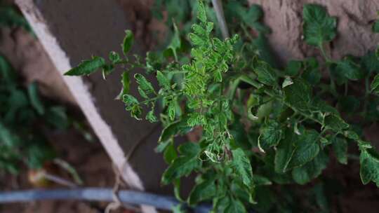 西红柿 番茄 蔬菜大棚 蔬菜 农民干活