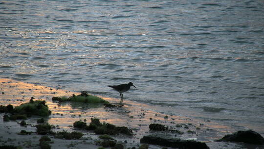 鸟在海岸上寻找食物