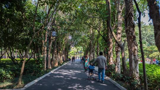 夏天阳光树林路面