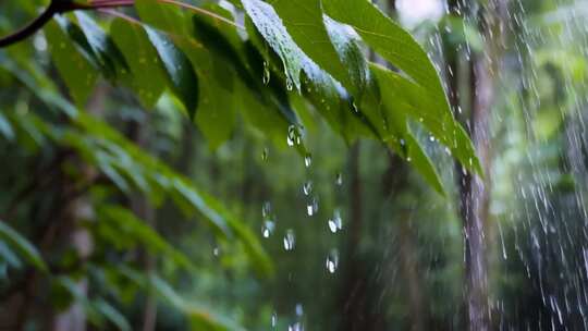 雨中树叶滴落雨滴