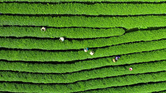 采茶人在茶地中采茶