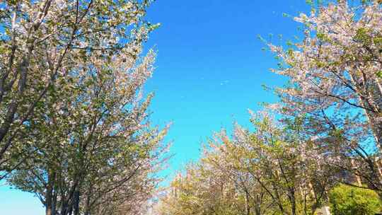 杭州钱塘江畔最美樱花跑道春天风景