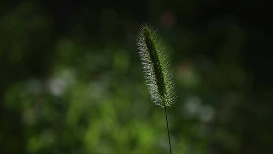 夏天植物绿草光影空镜素材