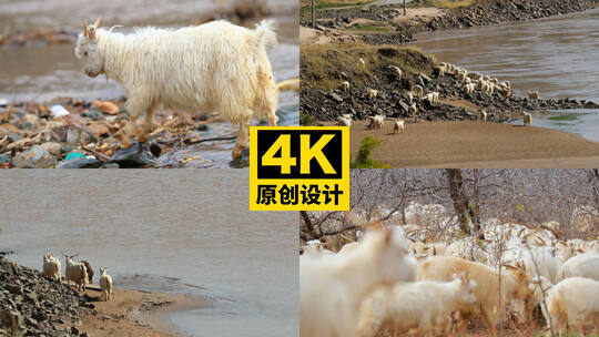 山羊在浅水中行走高清在线视频素材下载