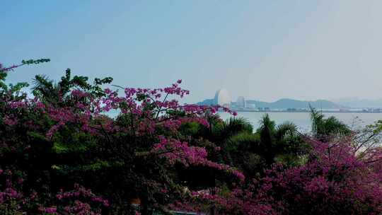 二四年的异木棉花及地标建筑日月贝