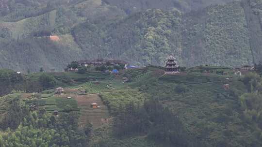 仙人山景区布央茶园航拍