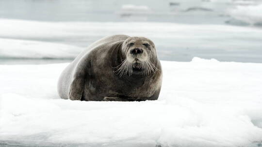 冰层上的海豹