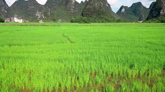 广西喀斯特地貌农田风光