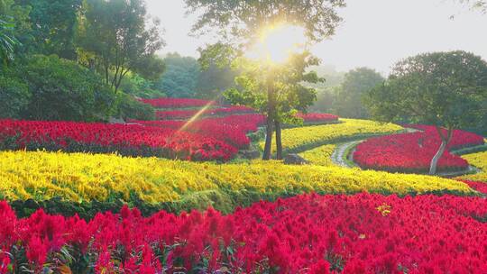 青秀山公园南宁植物园花卉花圃