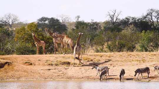 南非克鲁格国家公园的长颈鹿和平原斑马