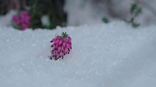 雪，冷，冬天，花